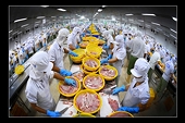 Xuất khẩu cá tra sang Mỹ chững lại