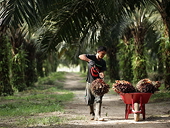 Malaysia: Giữ nguyên thuế xuất mặt hàng dầu cọ thô