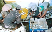 Gian nan cá tra xuất ngoại