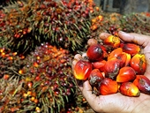 Chính phủ Indonesia cần giảm thuế xuất khẩu dầu cọ