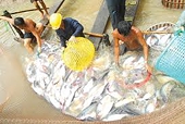 Cá tra Việt Nam sẽ trở lại Nga