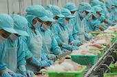 DN cá tra hồi hộp chờ tin thuế từ Mỹ
