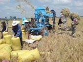Thái Lan giành lại vị trí xuất khẩu gạo lớn nhất thế giới 