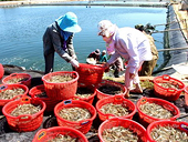 Doanh nghiệp phản đối thuế chống bán phá giá tôm