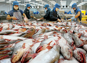 Doanh nghiệp VN không bán phá giá cá tra
