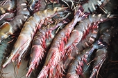 Năm 2014, XK tôm sang EU sẽ tăng mạnh 
