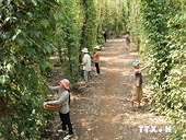 Kim ngạch xuất khẩu hồ tiêu 2014 dự kiến đạt 1 tỷ USD