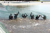 Sản xuất cá tra gặp khó, ngành tôm có nhiều thuận lợi