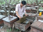 Chất lượng thấp, mật ong vào Mỹ giá không cao
