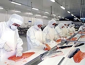 Chile: Lượng cập cảng cá nổi tăng mạnh
