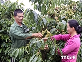 Thị trường xuất khẩu càphê của tỉnh Đắk Lắk luôn ổn định