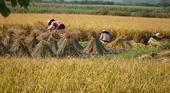 FAO: Giá gạo Châu Á diễn biến trái chiều trong tháng 6