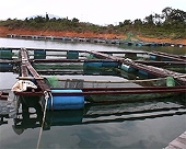 Malaysia: Sản lượng nuôi dự kiến tăng 50%