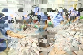 Đòi quyền lợi cho con cá tra