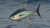 EII đe dọa cấm các công ty cá ngừ của Costa Rica xuất khẩu