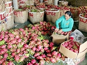 Nông dân Việt hội nhập: Nước mắt, mồ hôi vẫn nặng trĩu trên vai