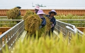 Philippines đấu thầu mua 500.000 tấn gạo