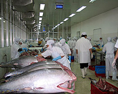 Sản lượng khai thác cá ngừ tăng nhưng xuất khẩu vẫn giảm