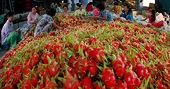 Các thị trường trọng điểm vẫn “chuộng” nông lâm thủy sản Việt
