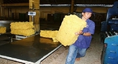 Giá trị xuất khẩu cao su sang Trung Quốc, Malaysia giảm mạnh