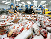 Chuỗi giá trị chuẩn mực cá tra
