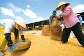 Bao nhiêu gạo đã được xuất khẩu tiểu ngạch qua Trung Quốc?