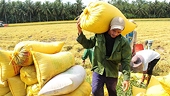 Thận trọng với giá lúa gạo tăng