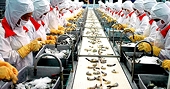 Xuất khẩu thủy sản vào Đức và Bỉ 2014: Tôm tăng, cá tra giảm
