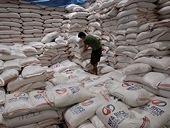 Phillipines bác toàn bộ hồ sơ dự thầu nhập khẩu 500.000 tấn gạo