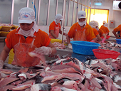 Xuất khẩu cá tra sang Thái Lan tăng trưởng khả quan