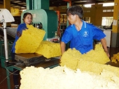Nghịch lý cao su nguyên liệu