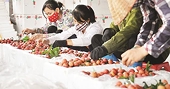 Chênh vênh xuất khẩu trái cây