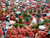 Hỗ trợ để trái vải Việt Nam sớm thâm nhập thị trường Australia