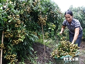 Năm yếu tố cơ bản để nhãn, vải Việt Nam được xuất sang Mỹ