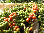 Tiềm năng xuất khẩu hạt tiêu sang khu vực Nam Á