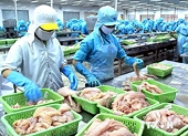 Nga không tiếp nhận 25 tấn cá basa đông lạnh của Việt Nam