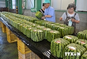 Nhật Bản thúc đẩy xuất khẩu hàng nông sản sang Trung Đông