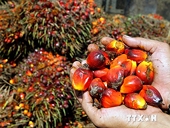 Indonesia sẽ tiếp tục đứng đầu về sản xuất dầu cọ tới năm 2020