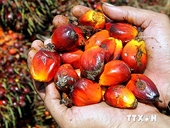 Dự trữ dầu cọ của Malaysia tăng cao nhất trong 20 tháng qua