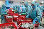 DN Việt chủ động kiện và tham gia kiện
