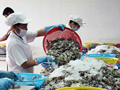 Xuất khẩu tôm vào Mỹ có nhiều thuận lợi