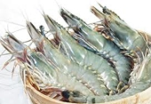 Mỹ tăng kiểm tra kháng sinh trong tôm nhập khẩu