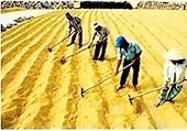 Mâu thuẫn giữa chính sách nông nghiệp của Mỹ với nghĩa vụ của WTO