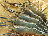 Tôm 'Tàu' đi thuê thầy cãi
