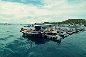 Những người đánh bắt và nuôi tôm Mỹ