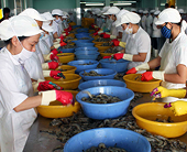 Nhiều triển vọng xuất khẩu tôm sang Hàn Quốc