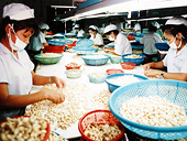 Huong di ben va chac cho nghanh dieu