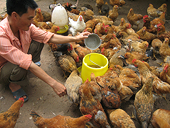 Lao đao ngành chăn nuôi gia cầm: Thay đổi tư duy để phát triển