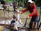 Cá tra lại bị áp thuế chống bán phá giá tại Mỹ