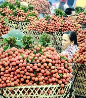 Hội nhập khiến nông nghiệp không còn đường lùi